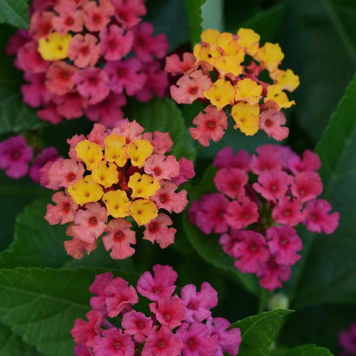 Lantana 'Bloomify Rose'