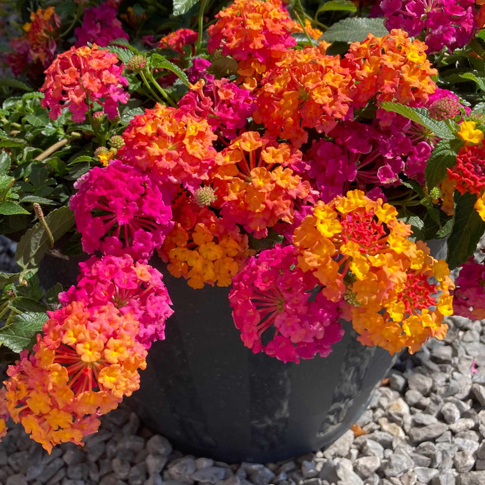 Lantana 'Bloomify Rose'