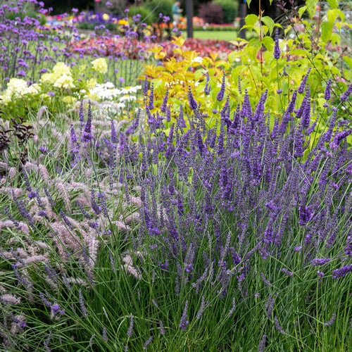 Lavender 'Phenomenal'