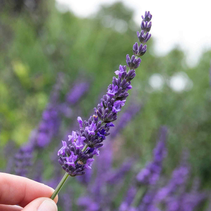 Lavender 'Phenomenal'