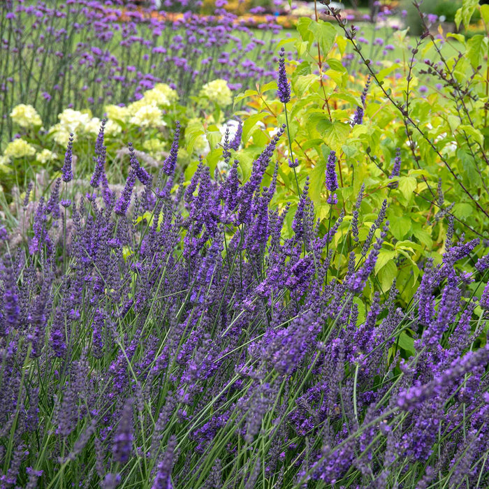 Lavender 'Phenomenal'