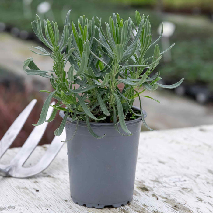 Lavender 'Phenomenal'