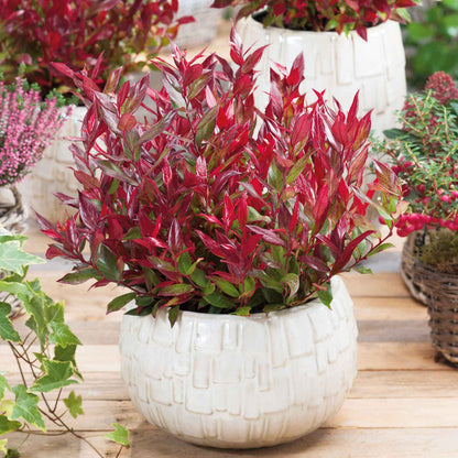 Leucothoe 'Little Flames'