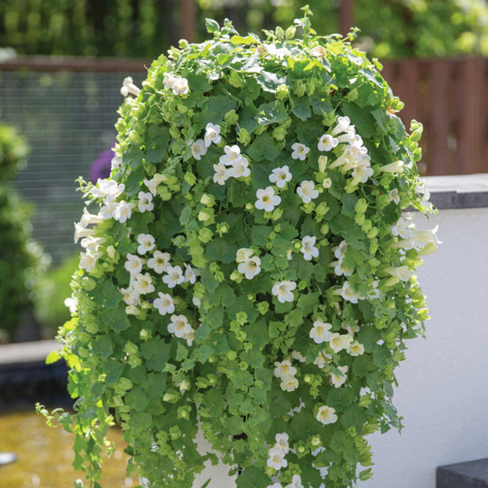 Lofos 'Compact White'