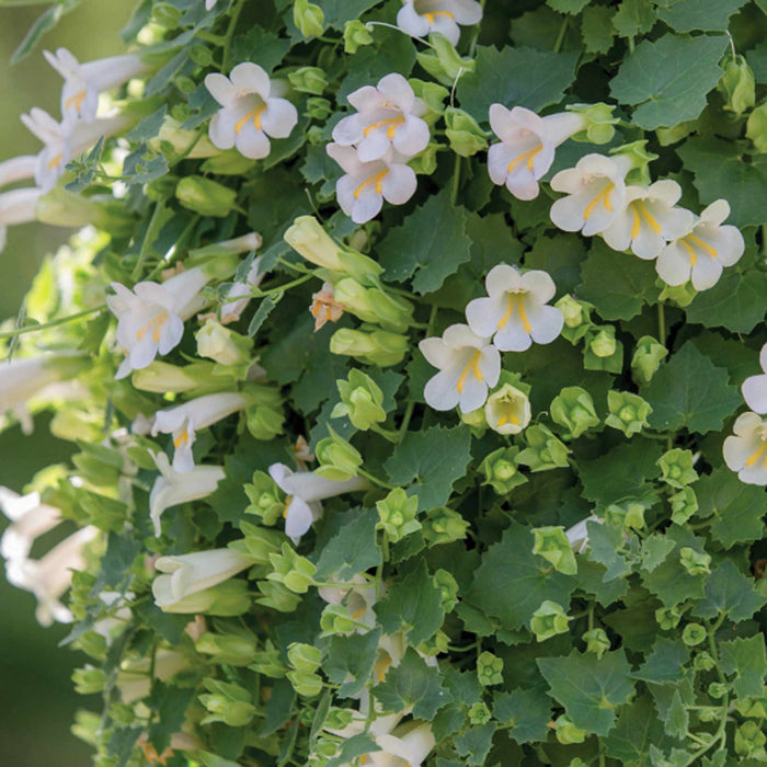 Lofos 'Compact White'