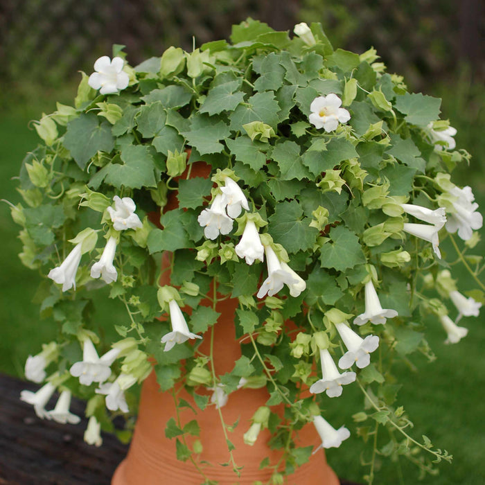 Lofos 'Compact White'