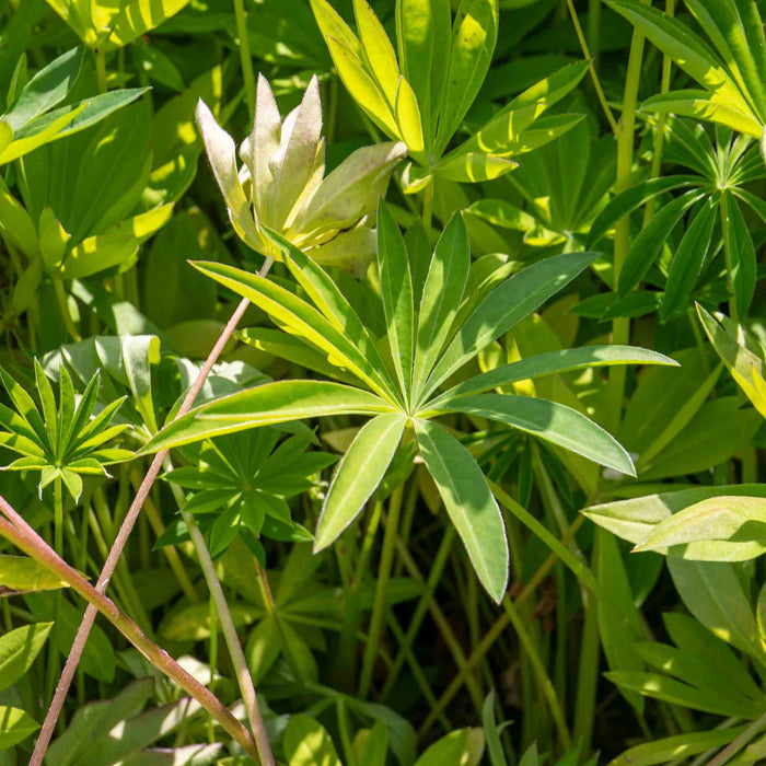 Lupin 'Legendary Blue Shades'