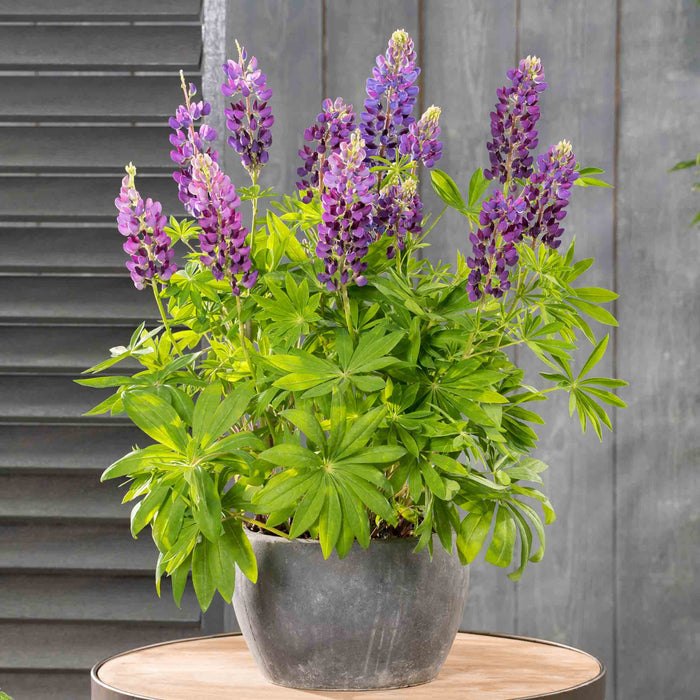 Lupin 'Legendary Blue Shades'