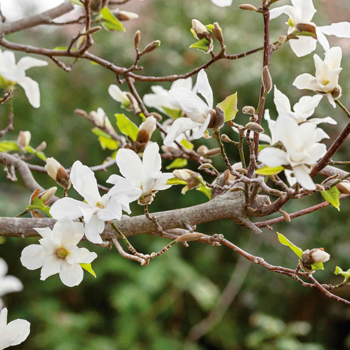 Magnolia 'Stallata'