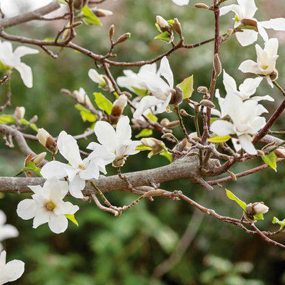 Magnolia 'Stallata'