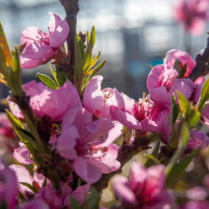 Nectarine 'flavourtop'