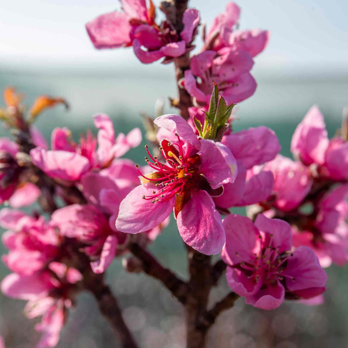 Nectarine 'flavourtop'
