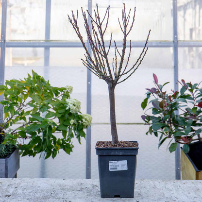 Nectarine 'flavourtop'
