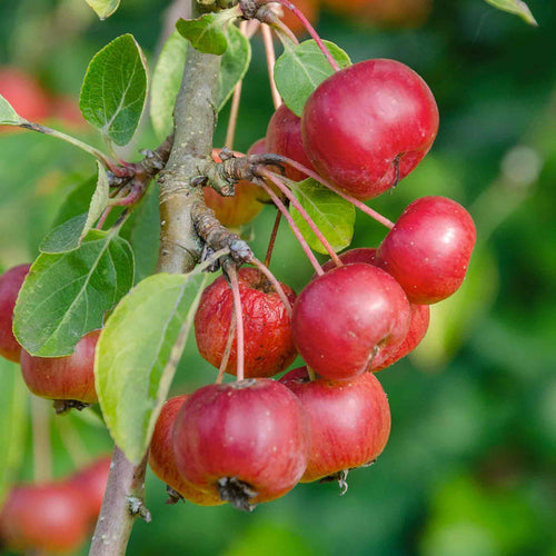 Patio Crab Apple 'Red Sentinel'