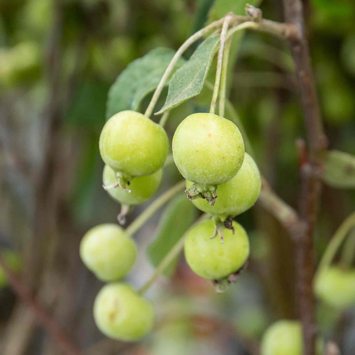Patio Crab Apple 'Red Sentinel'