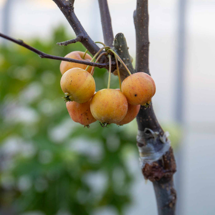 Patio Crab Apple 'Red Sentinel'