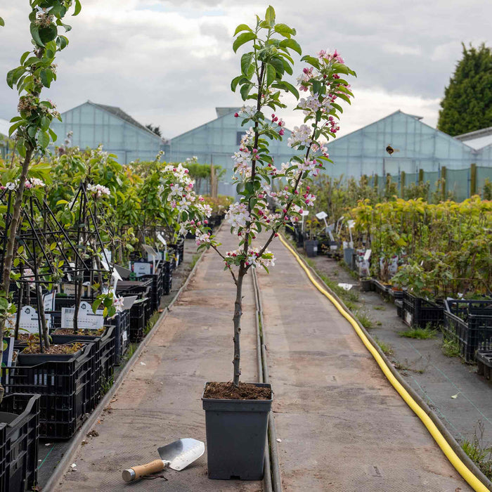 Patio Crab Apple 'Red Sentinel'
