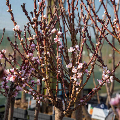 Peach 'Suncrest'
