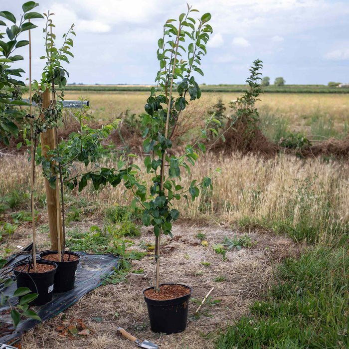 Pear 'Beurre Hardy'