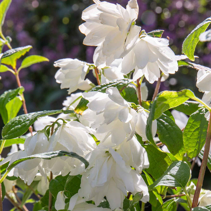 Philadelphus 'Snowbelle'