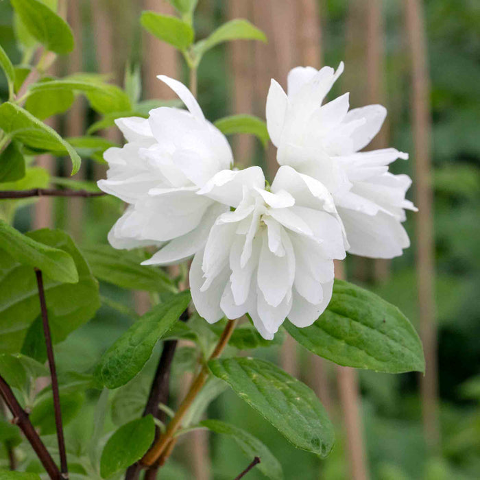 Philadelphus 'Snowbelle' close up