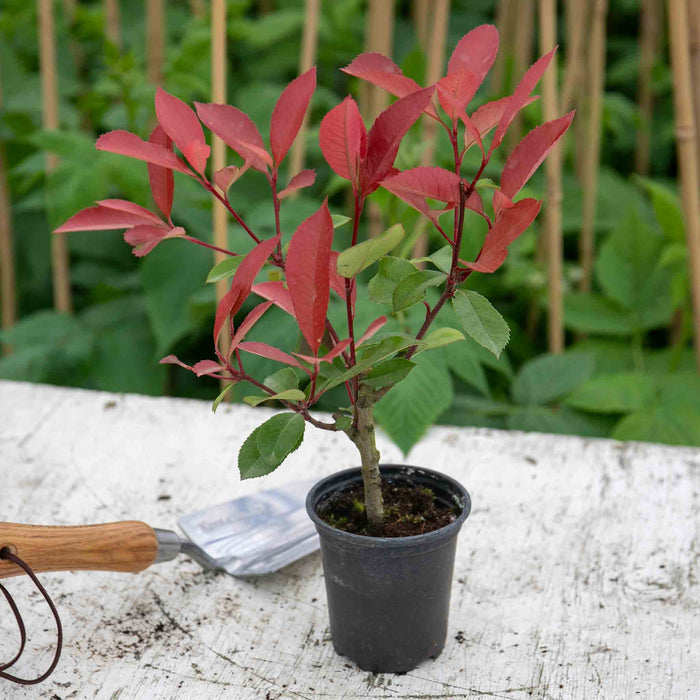 Photinia 'Red Robin' - 9cm Pot