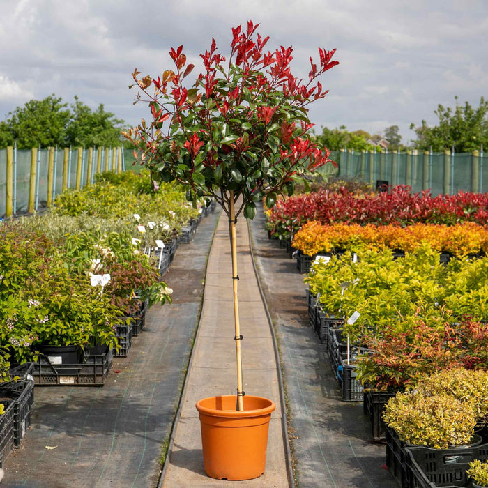 Photinia 'Red Robin' - 15L Plant