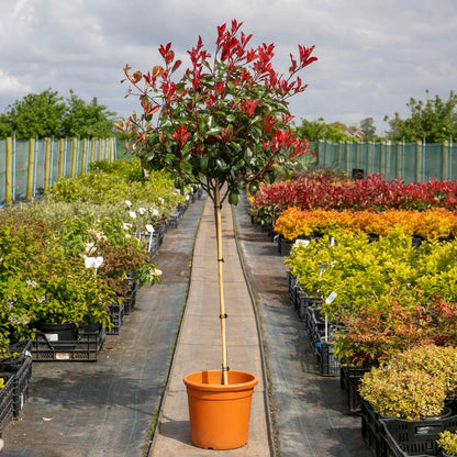Photinia 'Red Robin' - 15L Plant
