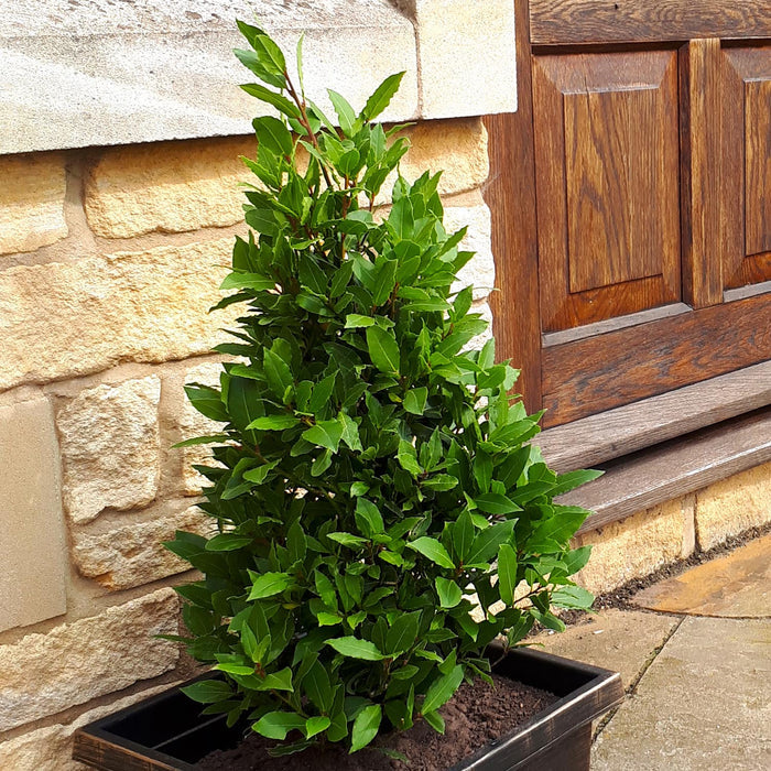 Pyramid Bay Tree