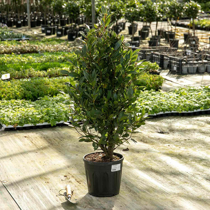 Pyramid Bay Tree