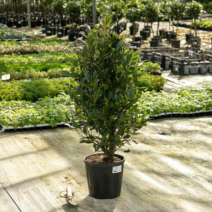 Pyramid Bay Tree