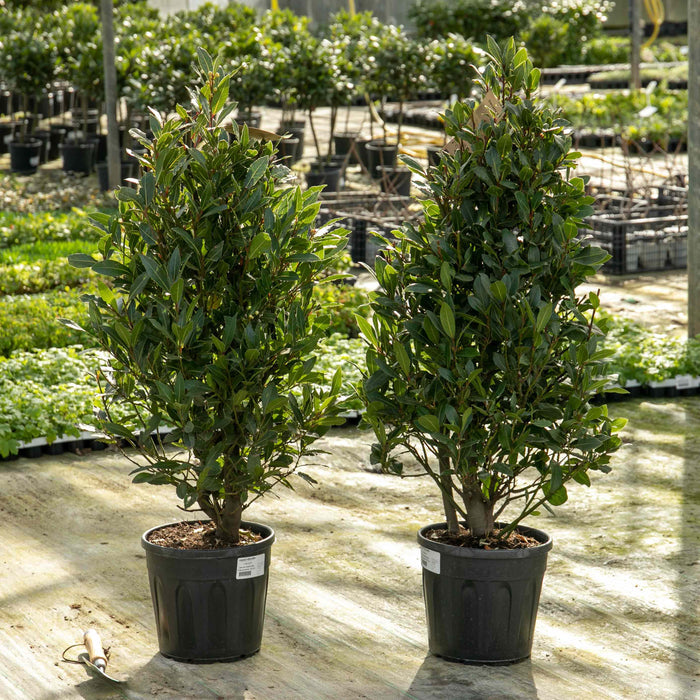 Pyramid Bay Tree