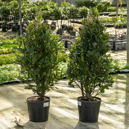 Pyramid Bay Tree