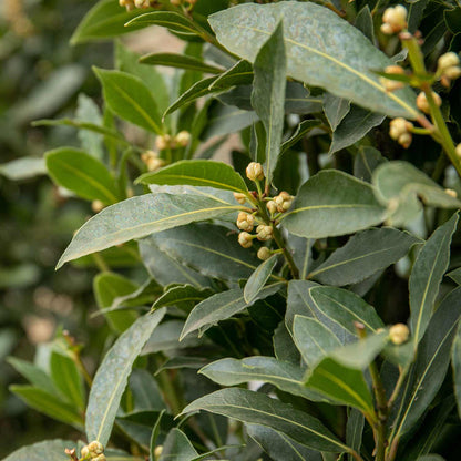Pyramid Bay Tree