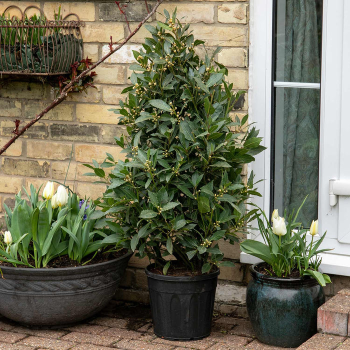 Pyramid Bay Tree