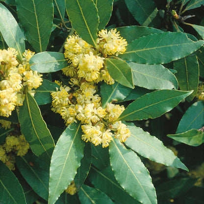 Pyramid Bay Tree