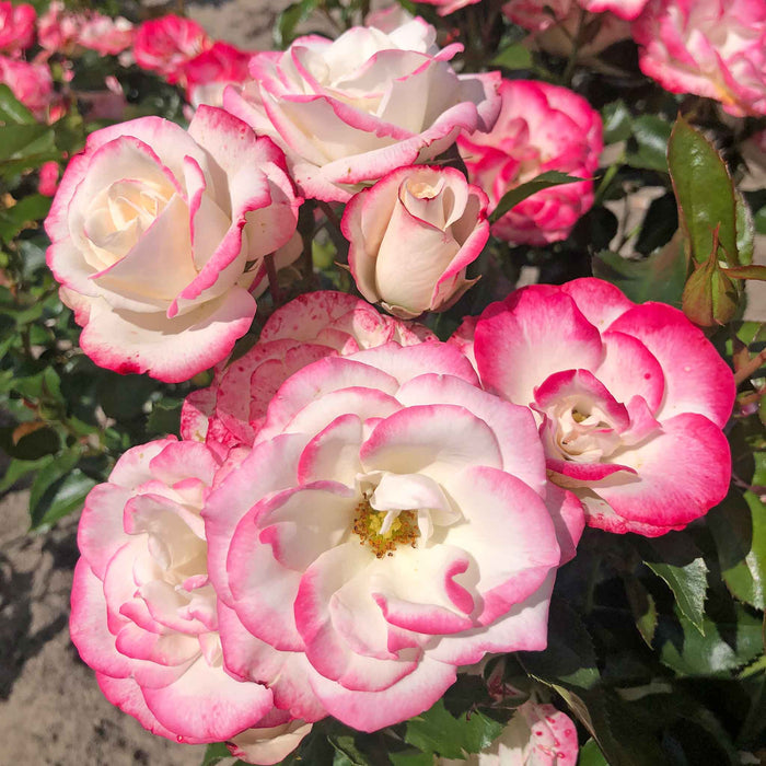 Rose ‘Art Deco’ ROTY 2027 (Floribunda)