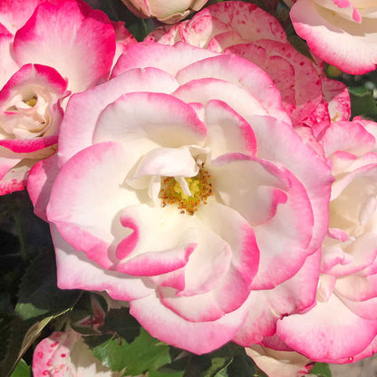 Rose ‘Art Deco’ ROTY 2027 (Floribunda)