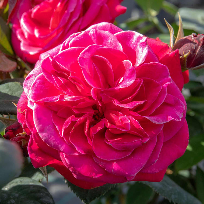 Rose Bush 'Timeless Charisma'