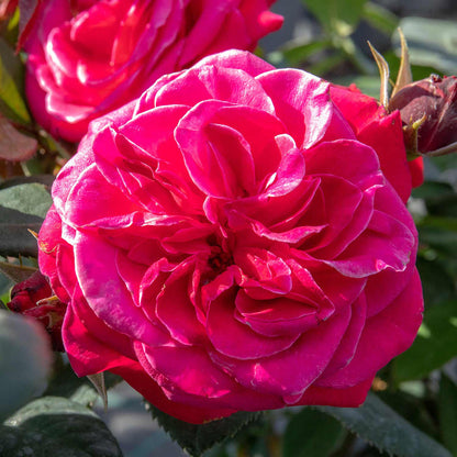 Rose Bush 'Timeless Charisma'