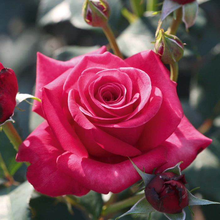 Rose Bush 'Timeless Charisma'