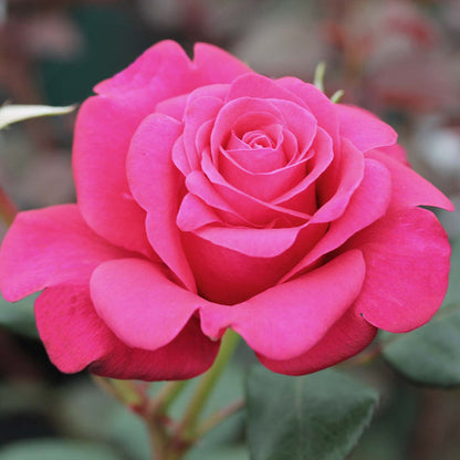 Rose Bush 'Timeless Charisma'