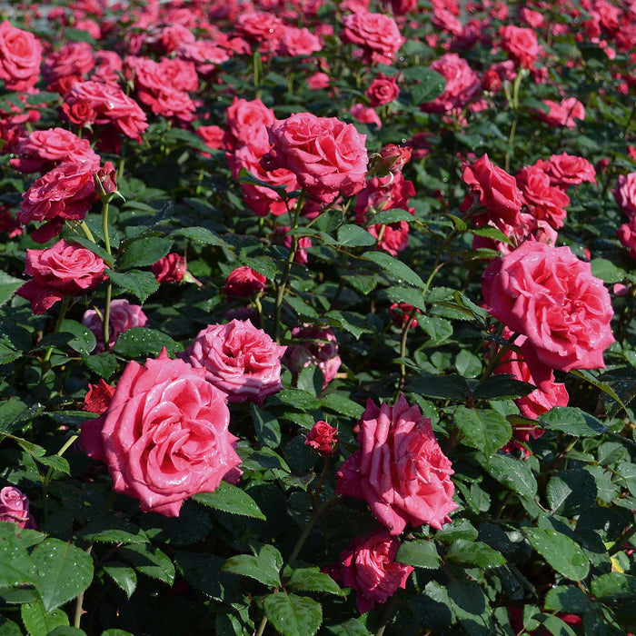 Rose Bush 'Timeless Charisma'