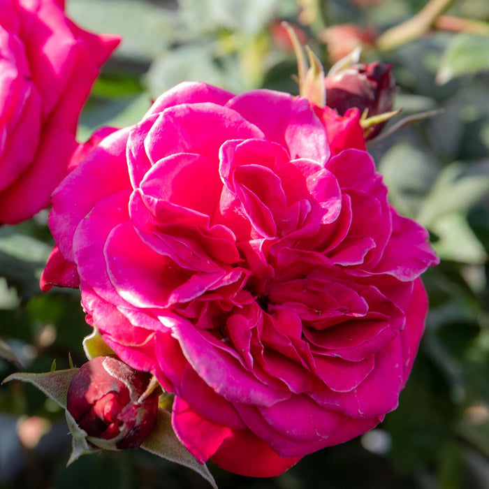 Rose Bush 'Timeless Charisma'