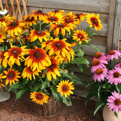Rudbeckia Seeds 'Cappuccino'