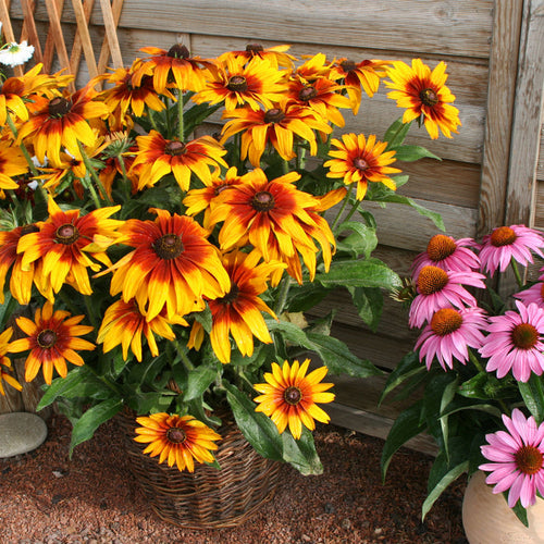 Rudbeckia Seeds 'Cappuccino'