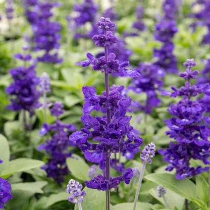 Salvia 'Sallyfun Deep Ocean'