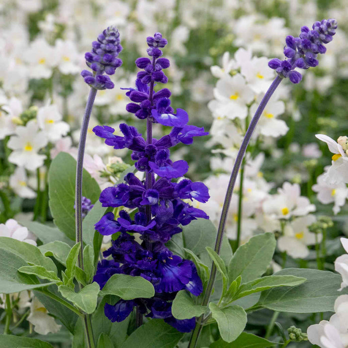 Salvia 'Sallyfun Deep Ocean'