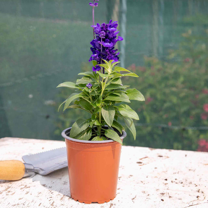 Salvia 'Sallyfun Deep Ocean'