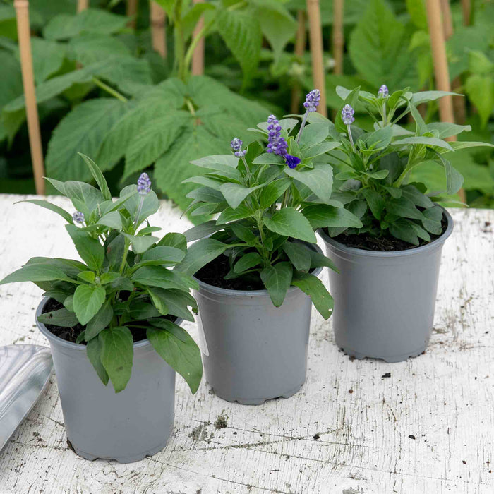 Salvia 'Sallyfun Deep Ocean'